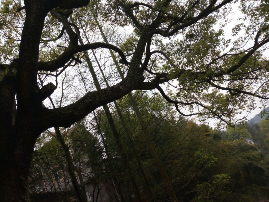 585.jpg
