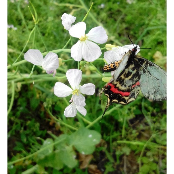 ĹϪûûۻ࣬еԴ